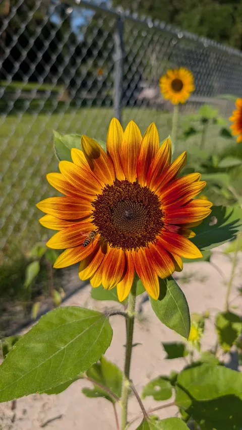 The prettiest flower I've grown.