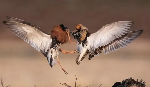 🔥 My aunt managed to get a picture of these male ruffs in the middle of combat