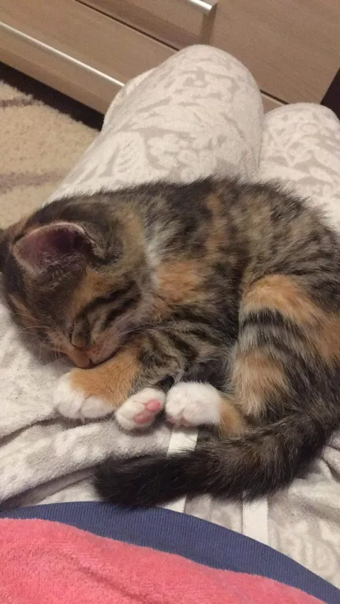 A poor old lady next to the supermarket was begging people to take this little baby home because she can’t afford to take care of both her mother and the kitten. I couldn’t resist!