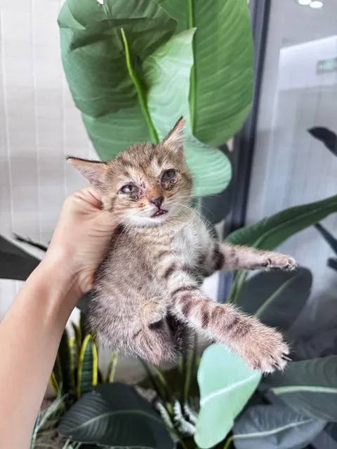 On my way to work this morning, I found this little kitten under my office building