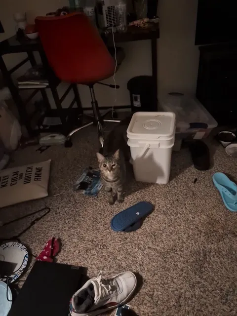 Update: I dyed my hair blue and my cat doesn't recognize me