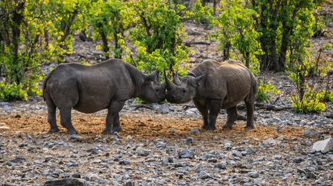 A few months ago, I hopped in my Renault Clio and took a month-long solo camping trip across Namibia.