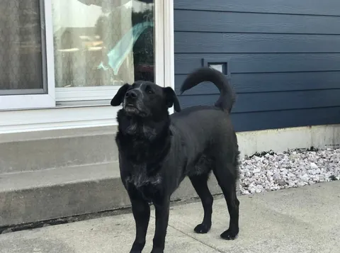 Before and now of my Nolan. He’s always a puppy to me🤍