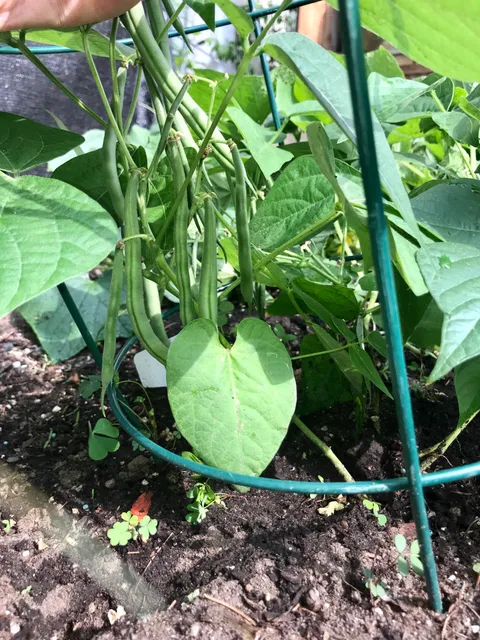 husband &amp; father of my 1.5 year old son passed away 3 weeks ago in his sleep suddenly and unexpectedly. This tragedy can not be put into words but today I came out to discover my very first seed to harvest vegetable, peas, his favorite. Please appreciate the emotional success on this one.