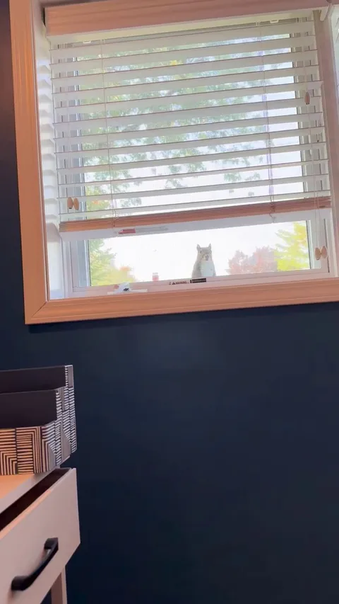 This squirrel has been visiting my office to watch me work about once per week all summer long. It’s my favorite part of any day! 👋🏼 