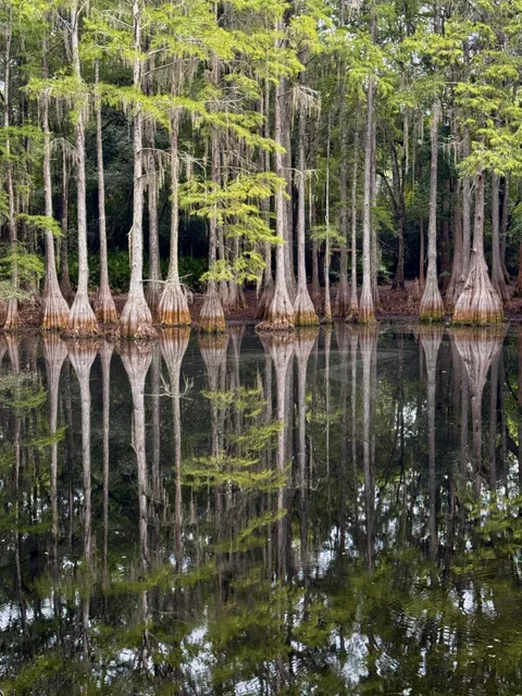 🔥Cypress trees reflected