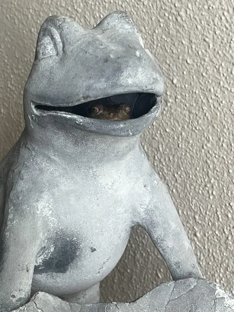 There’s a frog living inside a frog