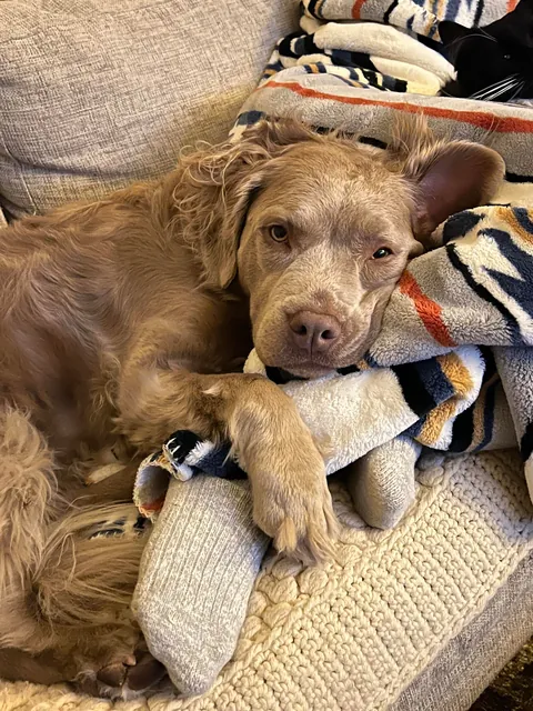 My (Literally) Rare Fluffy Pittie