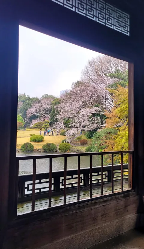 Tokyo under cherry blossoms, Mar/Apr 2025