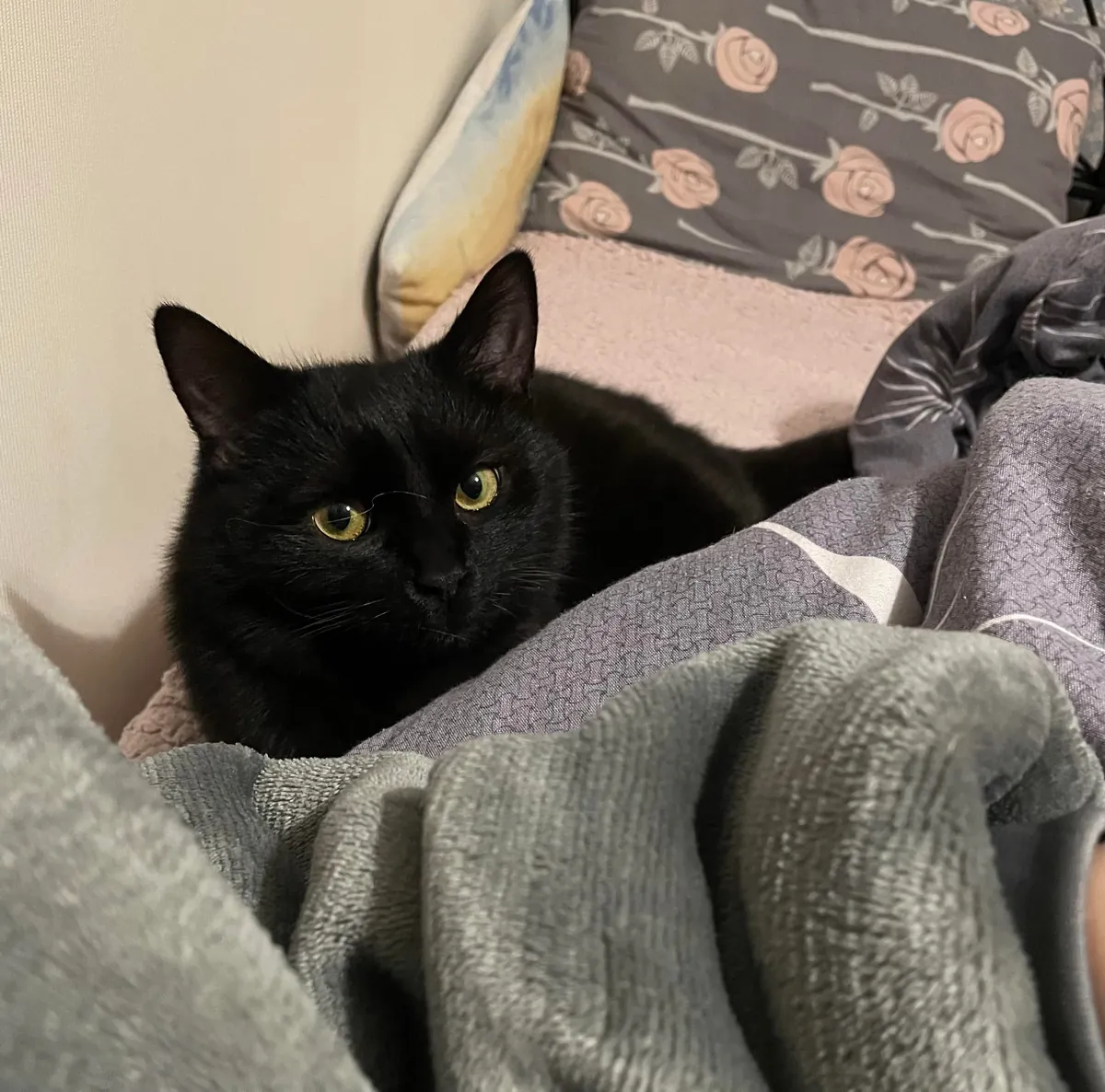 Can you guess my cat’s name just by looking at him? I’m curious about options :)