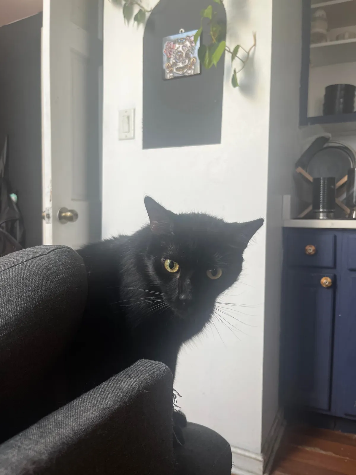 My goodest boy (only boy)