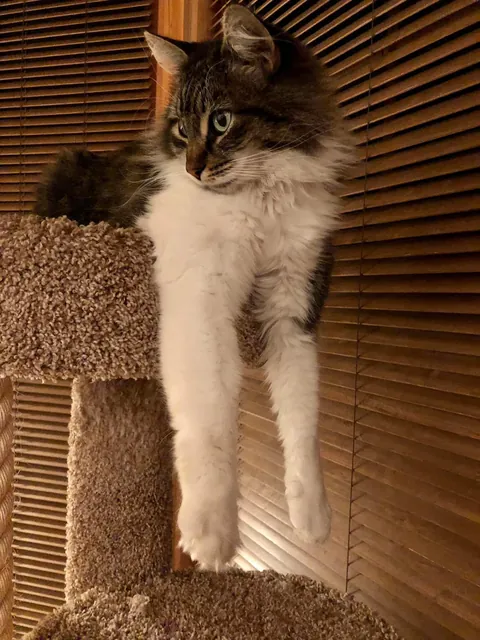 In cat years, she’s a teenager.