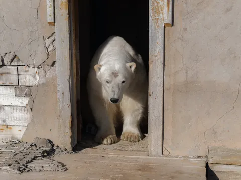 Polar bears captured on camera inhabiting old Russian research station (from Associated Press)