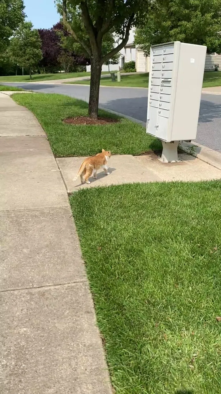 Met an outdoor cat in my neighborhood!! This was our first time meeting and he was very friendly.