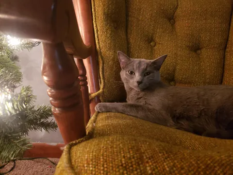 Our sweet ru passed last night (sorry for low quality photos)