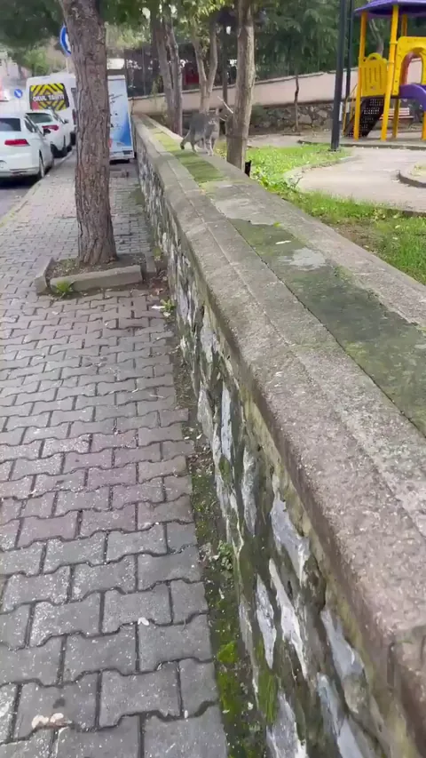 She came to get pets from her favorite human.