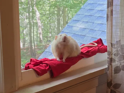 Just an old potato enjoying some fresh air.