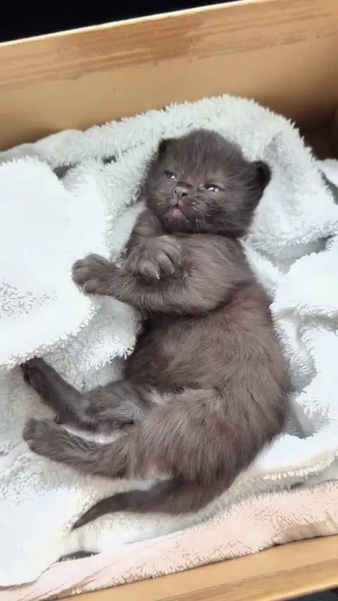 Our cutesy baby kitten.