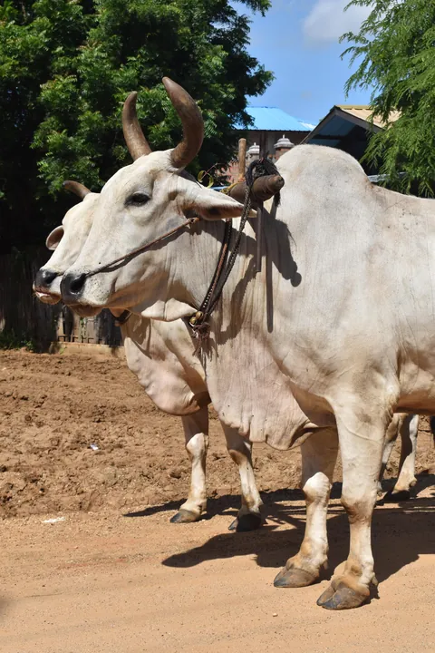 Recent trip to Myanmar