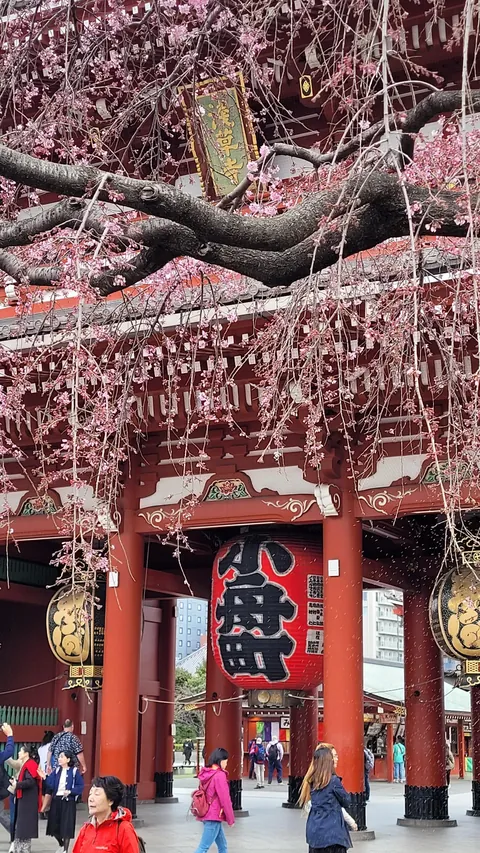 Tokyo under cherry blossoms, Mar/Apr 2025