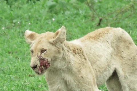 Badass lion with a quarter of its face missing