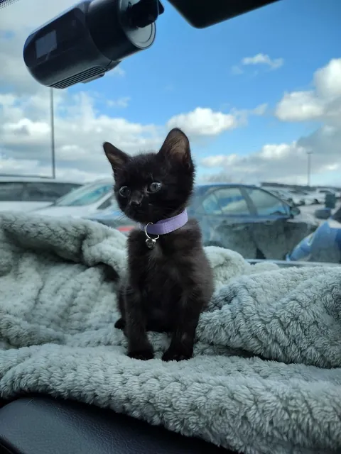 I Rescued a Void and Named Her Baobao