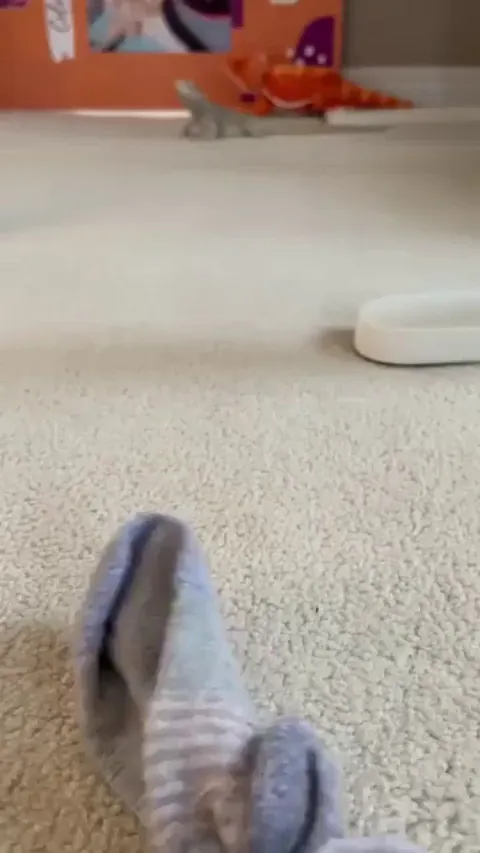 No idea what he sees in socks, but he's ride-or-die for them 😂😂