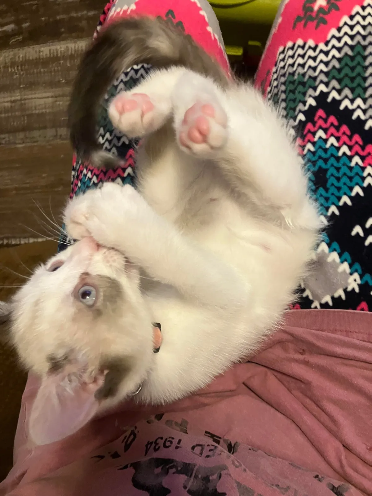 Returned for not being cuddly enough