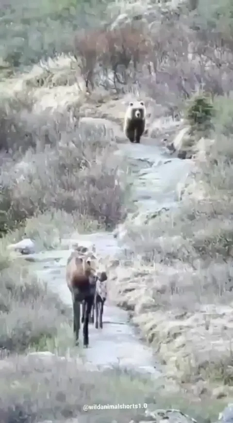 🔥 Bear acted like he was searching for something..