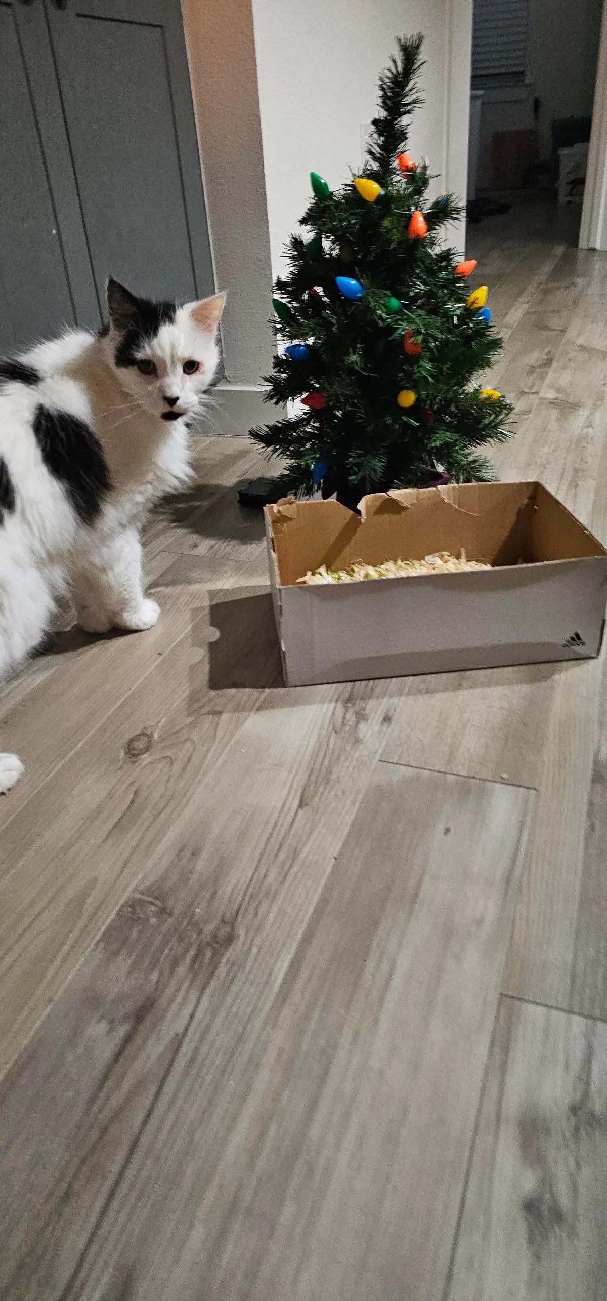 Tomorrow will be Bowies last day. Wish him happy birthday