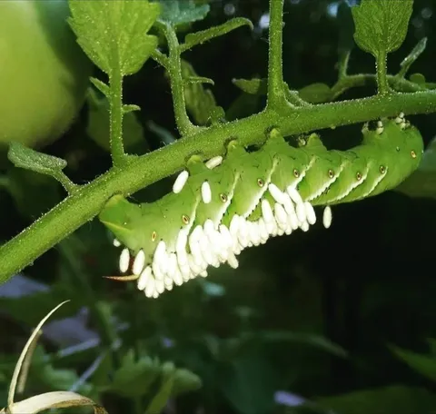 Friendly reminder, if you see this on your garden leave it alone! (Details in comments)