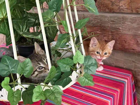Meet the foster kittens