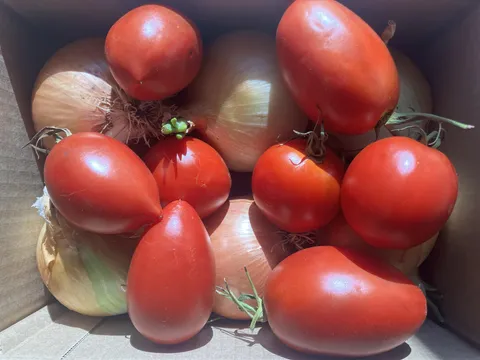 The woman I’m dating gave me onions and tomatoes from her garden.