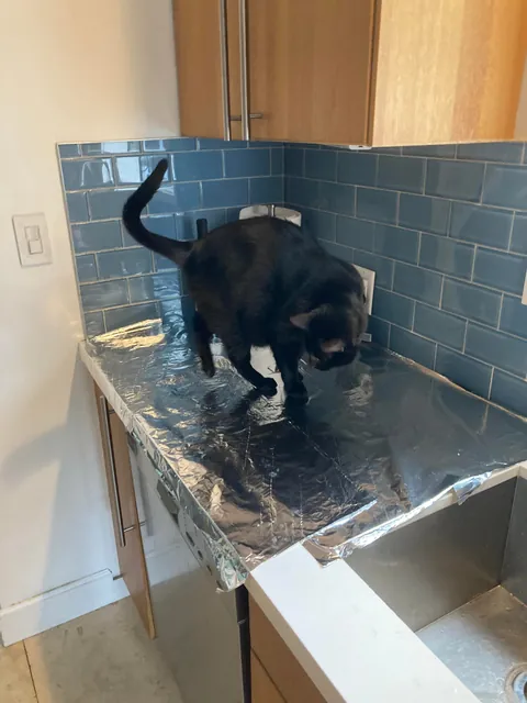 My girlfriend saw on Instagram that if you put down tinfoil on a kitchen counter top your cat will be to afraid of the foil and not jump up. 😑