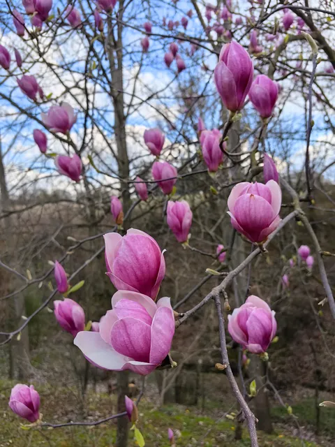 My garden in Serbia 🌿🇷🇸