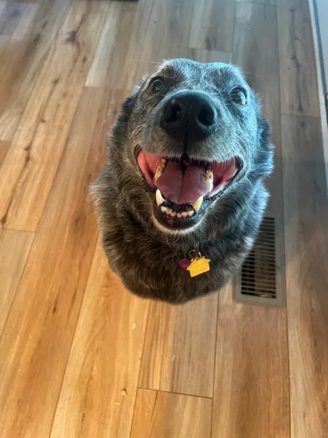 Jack is a very hard-working, handsome boy who herds chickens for a living.