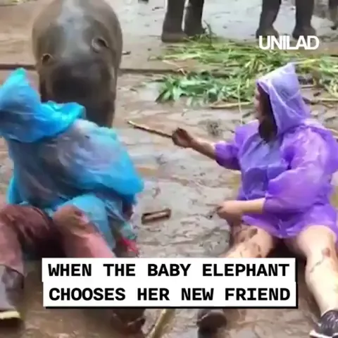 The Elephant's in need of a friend