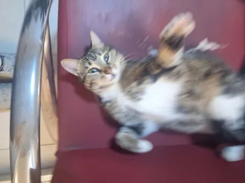 no degree no license still more confident than half the doctors