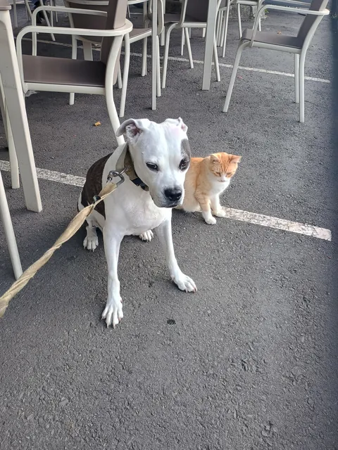 I adopted this stray kitten because he became friends with my dog.