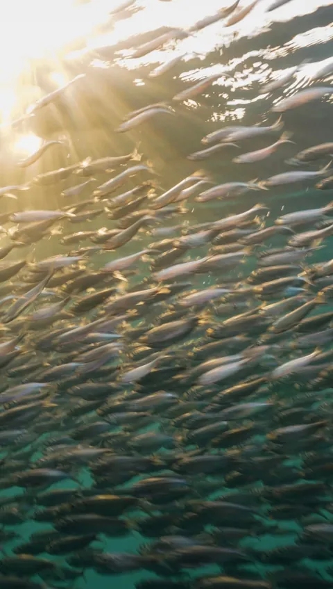 Underwater is just space with better lighting.