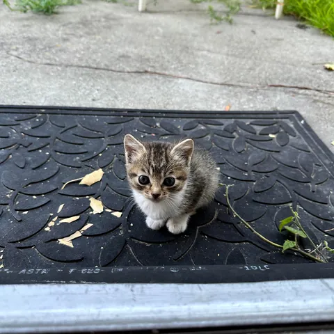 The way they look up at you with their whole heart