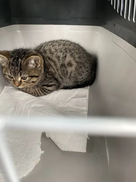 The day I brought Walter home vs the day we moved to our new home