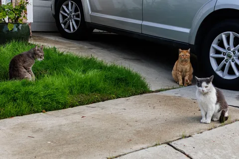 The multicultural neighborhood street gang was eyeballing me hard this morning.