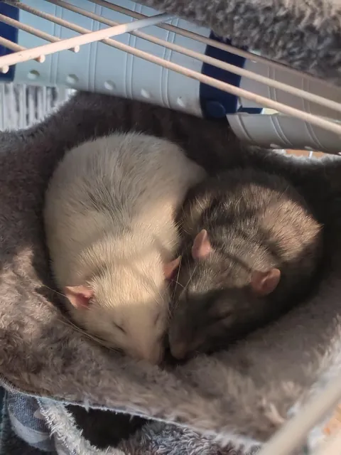 Heart shaped, sunrise potatoes