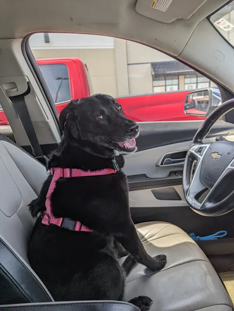 15 yo Molly learning how to drive! But she's not got the hang of getting out of park yet