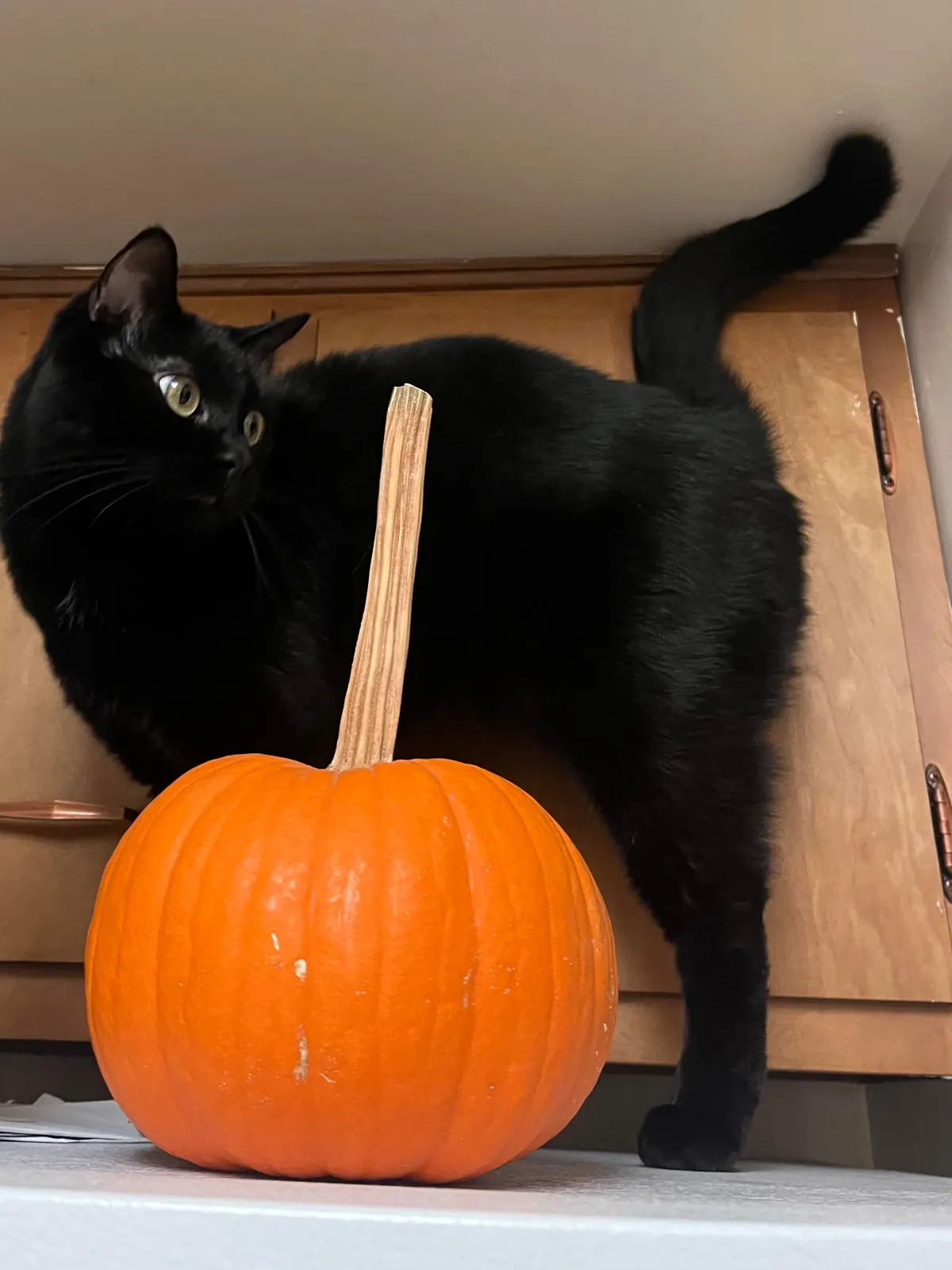 Edgar hopes you guys had a spooky Halloween