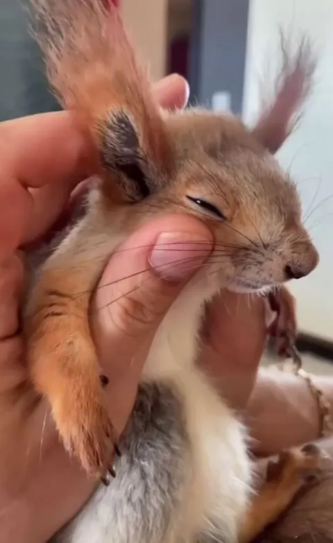 That head rub though…