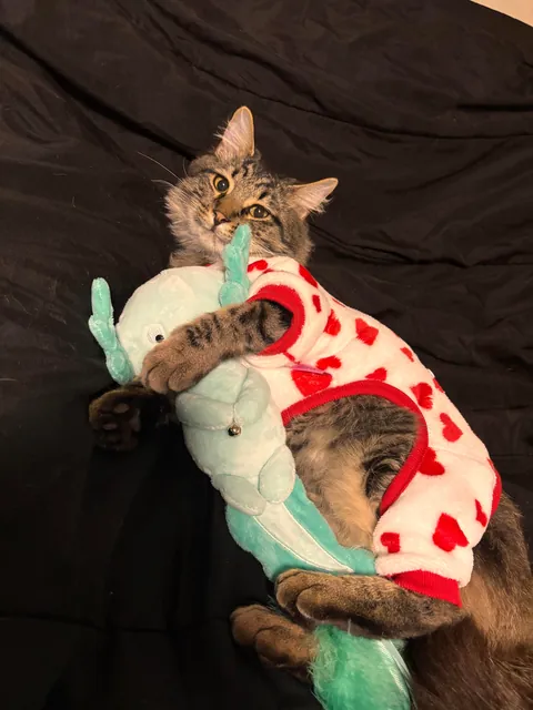 My handsome boy, Merlot 🥰✨