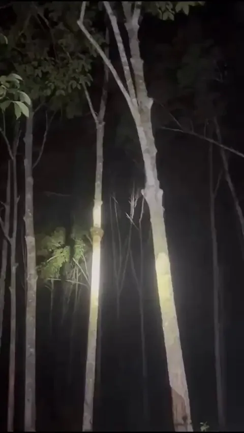 This is how snakes climb a tree