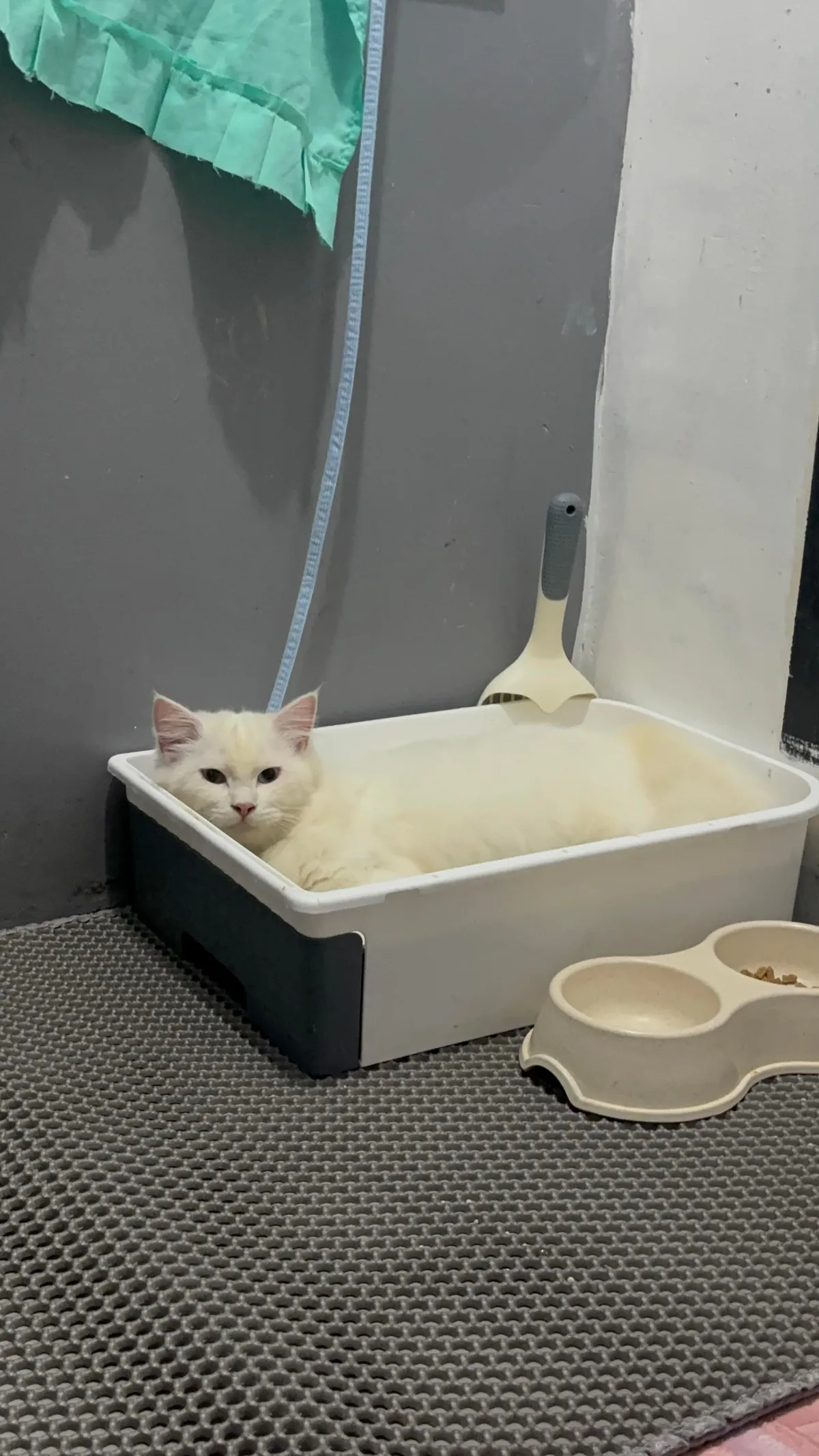 Happy 8 month birthday my yuki ❤️